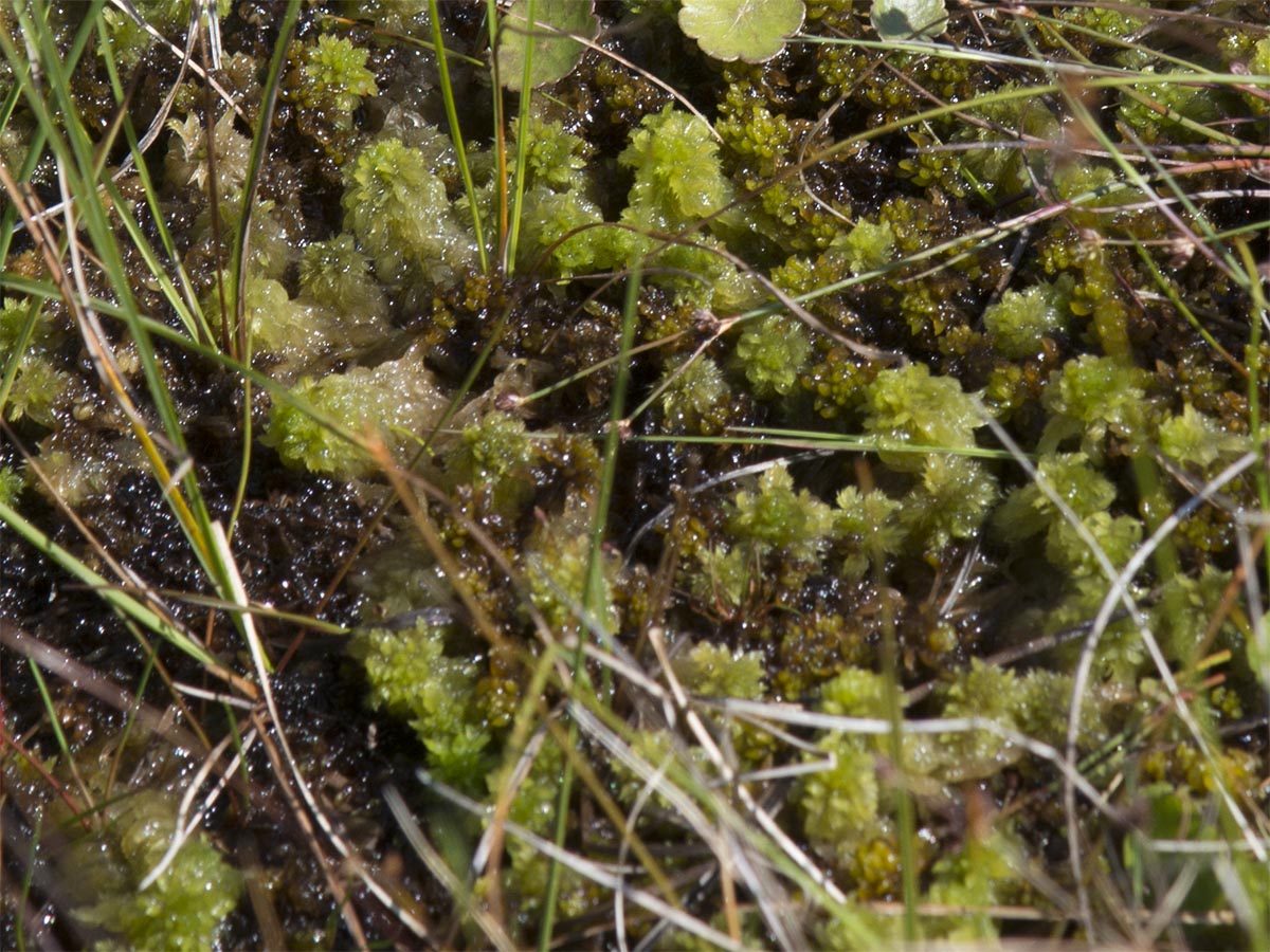 Sphagnum sp.